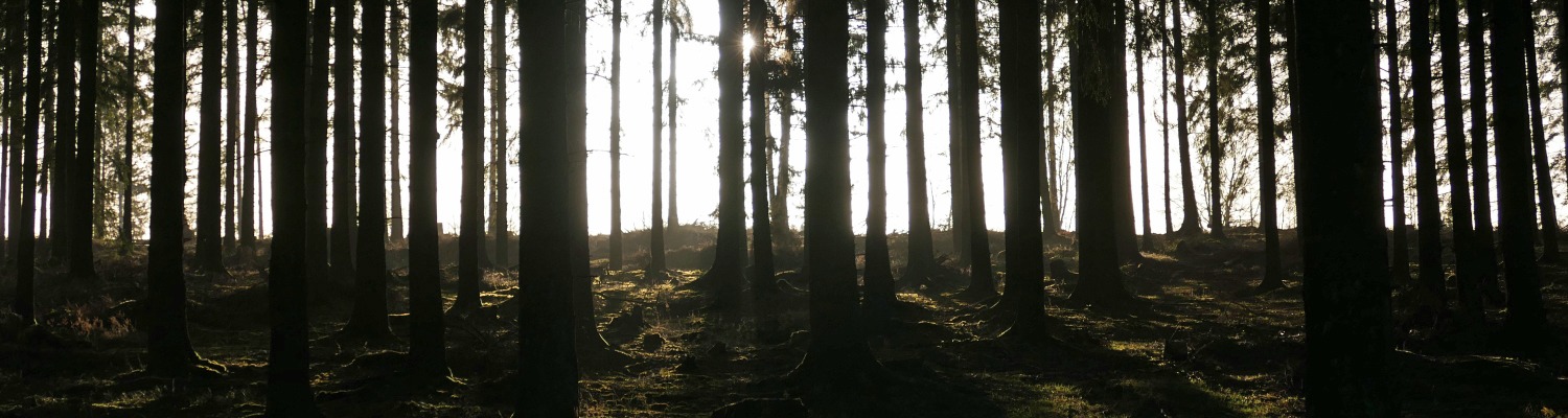 Julius Erasmus. Morning in Hürtgen Forest.