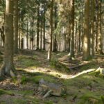 Julius Erasmus. The Battle of Hürtgen Forest 1944/45.