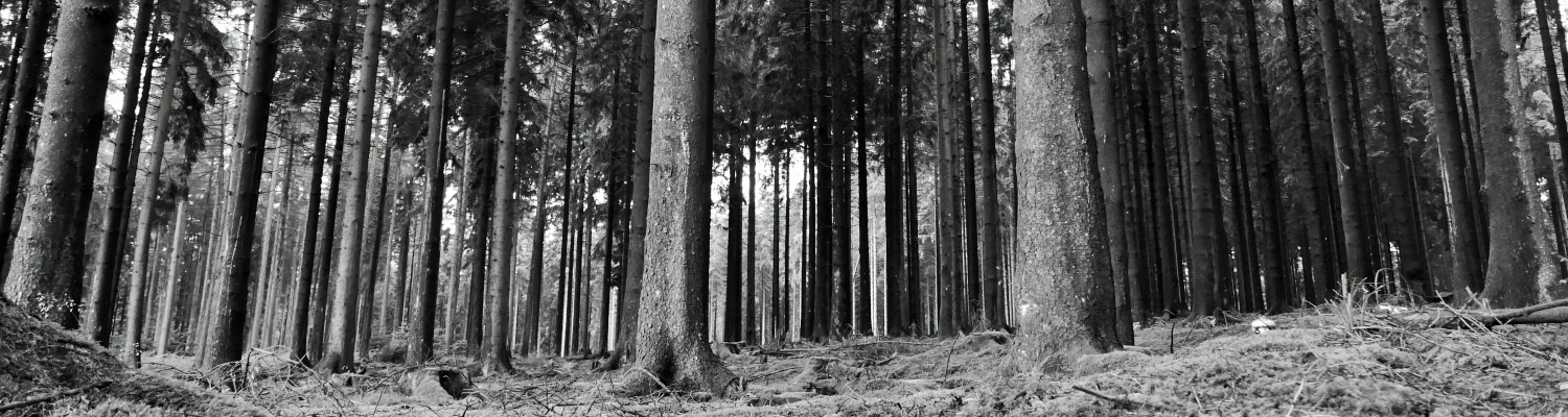 Julius Erasmus. The Battle of Hürtgen Forest 1944/45.